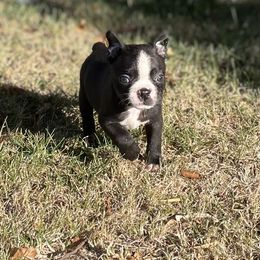 Xane - Black brindle and white male Boston Terrier puppy in Fillmore, Illinois from Wind Hill Puppies