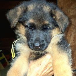 Indy vom LegendLand - Black and red female German Shepherd puppy in Hillsborough County, Florida from Vom Legend Land