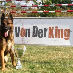 Belgian Malinois, Dutch Shepherds, and xDutch Shepherds from Von Der King Working Dogs