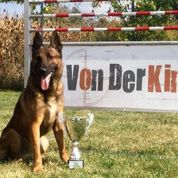 Belgian Malinois, Dutch Shepherds, and xDutch Shepherds from Von Der King Working Dogs