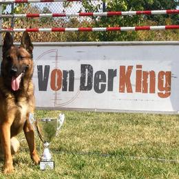 Belgian Malinois, Dutch Shepherds, and xDutch Shepherds from Von Der King Working Dogs