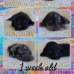 Black with small white patch - Black male Dachshund puppy in Cowen, West Virginia from Bennett Babies