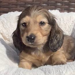 Shaded Cream -- Boy - Cream male Dachshund puppy in Kalama, Washington from Dazzling Doxies