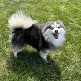 Miko - Pomsky