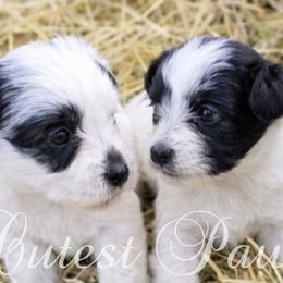 Yorkipoos from Charz Dollz