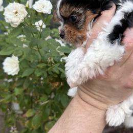 Tiny Kris - Black tan and white male Biewer Terrier puppy in Temecula, California from Biewer & Maltese Puppies