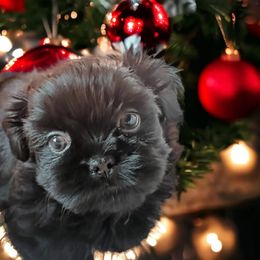 Shih Tzu Puppies from Mia AKC Shih Tzus