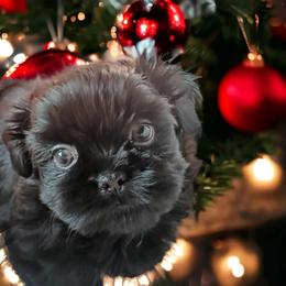 Shih Tzu Puppies from Mia AKC Shih Tzus