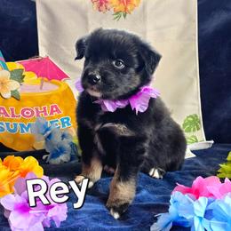 Rey - Black tri-color female Australian Shepherd puppy in Smithfield, Utah from Invictus Farms