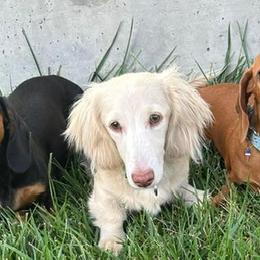Dachshunds from RK Doxies