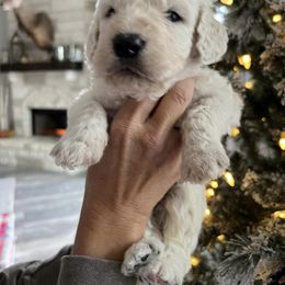 Goldendoodle, Golden Retriever, and Poodle Puppies from Angelic Goldens