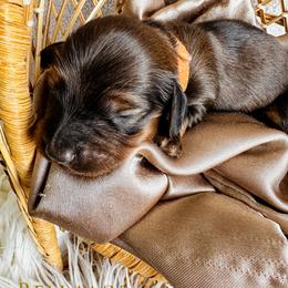 Dachshund Puppies from Itty Bitty Dachshunds