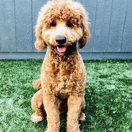 Goldendoodles from JC Doodles