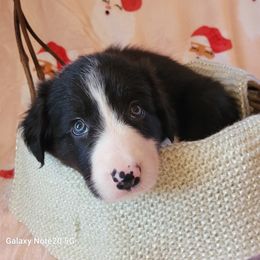 Stormi - Black and white female Border Collie puppy in Watsontown, Pennsylvania from Kate Gresham