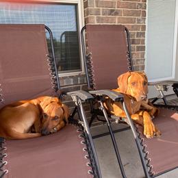 Rhodesian Ridgeback Puppies from River Roc Ranch & Ridgebacks