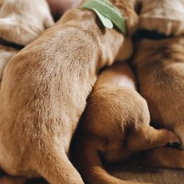 Golden Retrievers from Tori Gillit