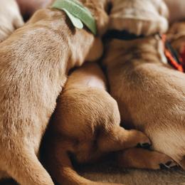 Golden Retrievers from Tori Gillit
