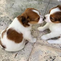 Nederlandse Kooikerhondje Puppies from Sunshine Kooikers