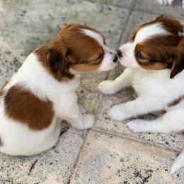 Nederlandse Kooikerhondje Puppies from Sunshine Kooikers