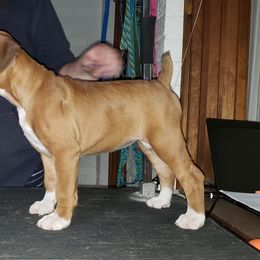 Boxer Puppies from Newcastle Boxers
