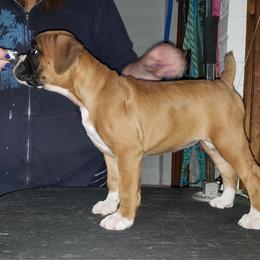 Boxer Puppies from Newcastle Boxers