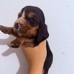 Spruce - Brown black and white male Basset Hound puppy in Springfield, Missouri from Baylee’s Bassets