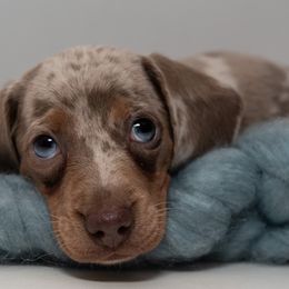 Dachshunds from Johnson's Teeny Weenies