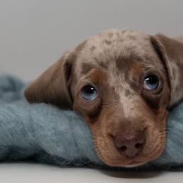 Dachshunds from Johnson's Teeny Weenies