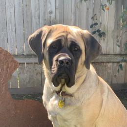 Posie - Mastiff