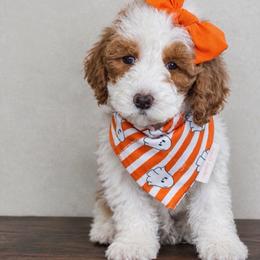 Snow White - Parti female Goldendoodle puppy in Warsaw, Ohio from Lovabledoodles