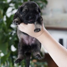 Venus - Sable female German Shepherd puppy in Coarsegold, California from Yosemite Shepherds
