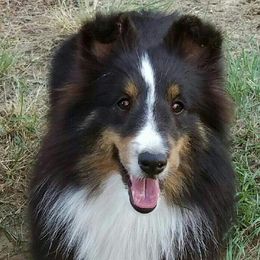 Shetland Sheepdogs from Nokomis Shelties