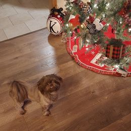 Shih Tzu Puppies from Karen Elliott