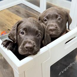 Labrador Retrievers from Kelly Haven Labs