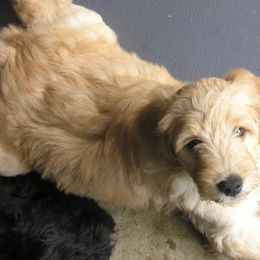 Goldendoodles from Cody & Mikki's Babies