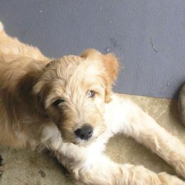 Goldendoodles from Cody & Mikki's Babies
