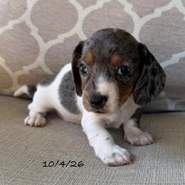 Luna - Dapple female Dachshund puppy in Joshua Tree, California from Desert Dreams Ranch