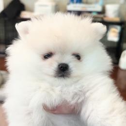 Pomeranian Puppies from Cream Puffs Pomeranians