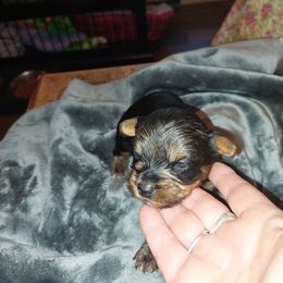 Yorkshire Terrier Puppies from Baker's Babies