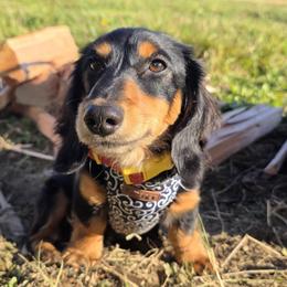 Roscoe - Dachshund