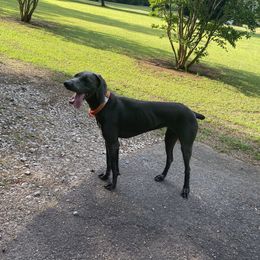 Weimaraner Puppies from Georgia Line Weimaraners