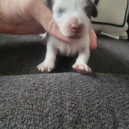 PAISLEY - Piebald female Dachshund puppy in Paradise, Texas from C and J Minis