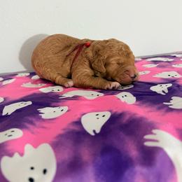 Friday Series - Apricot male Goldendoodle puppy in Houston, Texas from Were The Mack'Doodles Mack’Poodles