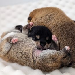Shiba Inu Puppies from Takikawa Shiba Inus