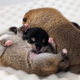 Shiba Inu Puppies from Takikawa Shiba Inus