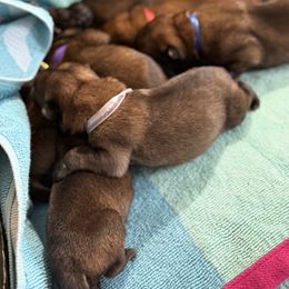 Belgian Malinois puppies from Morales Kennels