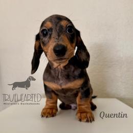 Quentin - Dapple male Dachshund puppy in Royse City, Texas from Truehearted Miniature Dachshunds