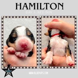 Hamilton (Red collar) - Tri-color male Bernedoodle puppy in Boiling Springs, South Carolina from OlliePups, LLC