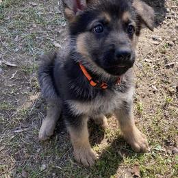German Shepherds from Parsons German Shepherds