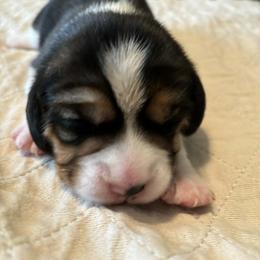 Blue - Black red and white female Beagle puppy in Rockwell, North Carolina from Knockhill Beagles